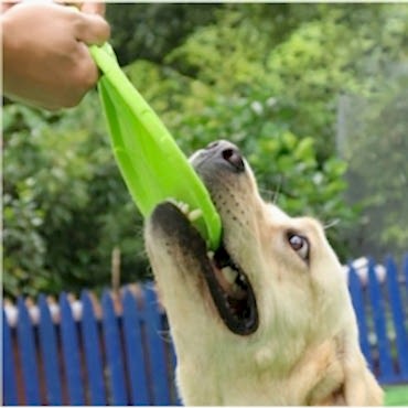 Silikon Frizbi Köpek Oyuncağı 