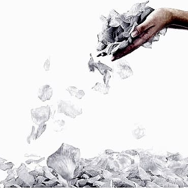 Beyaz Renk Gül Yaprağı - 5 Paket 500 Adet