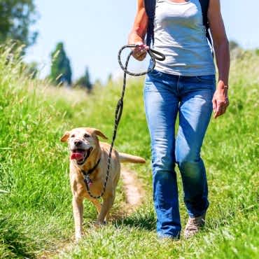 Evcil Hayvan Fitil Gezdirme Tasması 8 mm x 120 cm