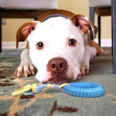 Dayanıklı Köpek Diş Kaşıyıcı Ve Çiğneme Oyuncağı  